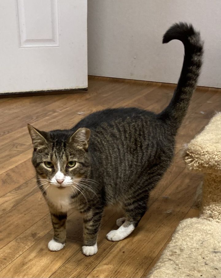 Gabriel - House or Barn Cat, an adoptable Tabby & Domestic Short Hair Mix in Trexlertown, PA_image-1
