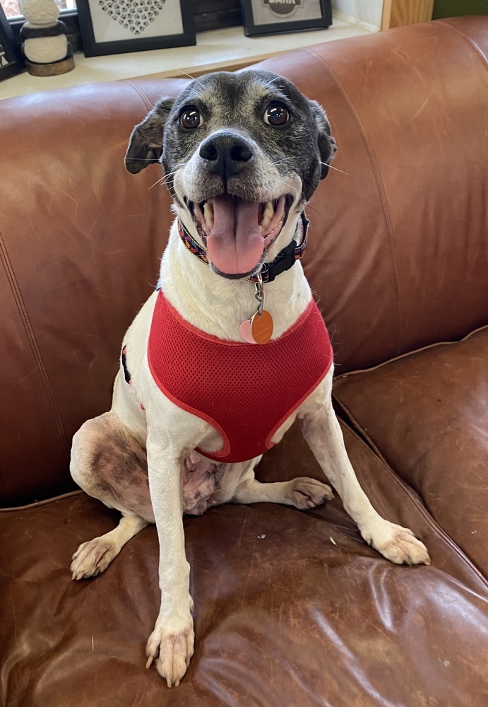 can a rat terrier and a german shorthaired pointer be friends