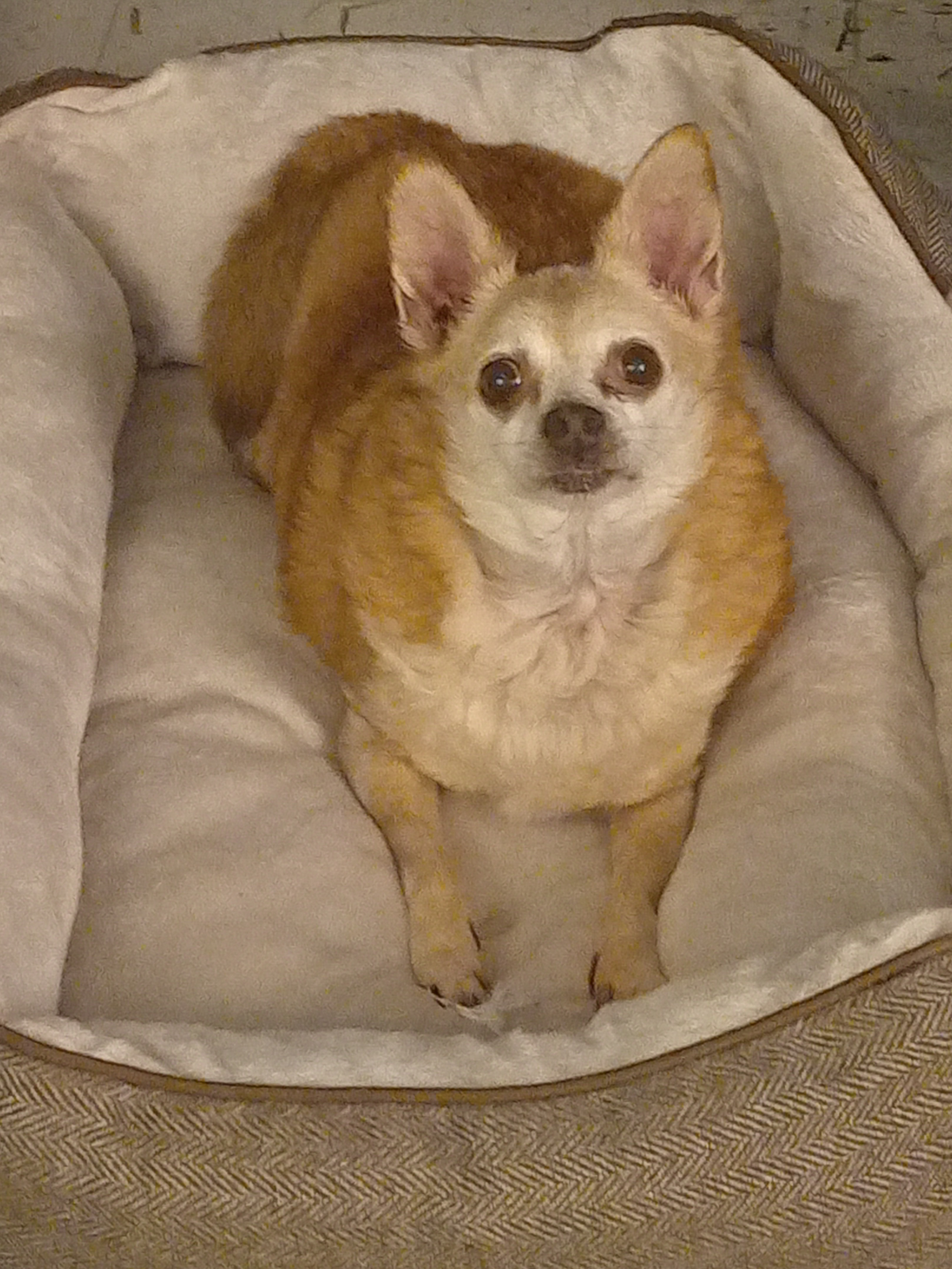 Little Boy (Puddin' Pie), an adoptable Chihuahua in Roanoke, VA, 24016 | Photo Image 1