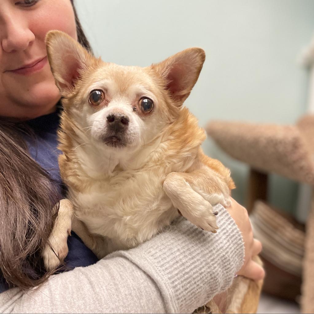 Little Boy (Puddin' Pie), an adoptable Chihuahua in Roanoke, VA, 24016 | Photo Image 2