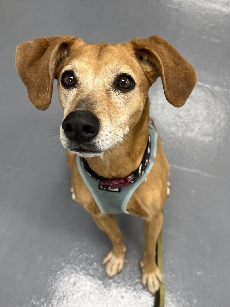 Haven, an adoptable Hound, Mixed Breed in Roanoke, VA, 24016 | Photo Image 2