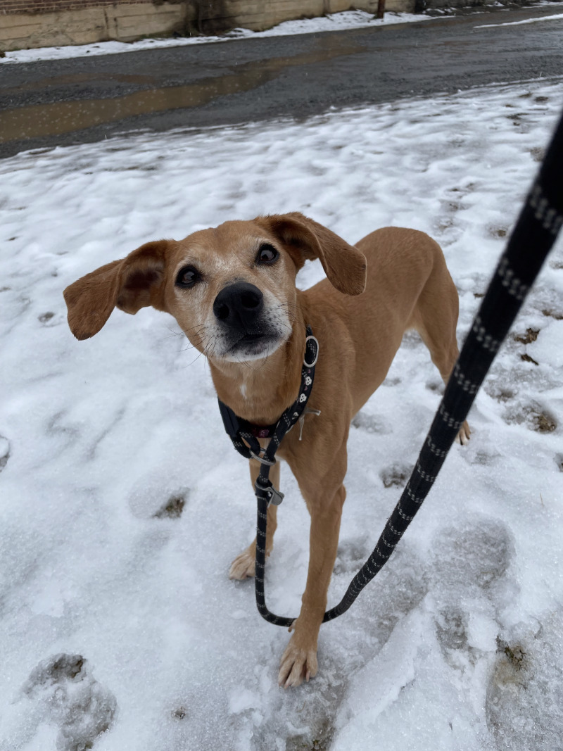 Haven, an adoptable Hound, Mixed Breed in Roanoke, VA, 24016 | Photo Image 2
