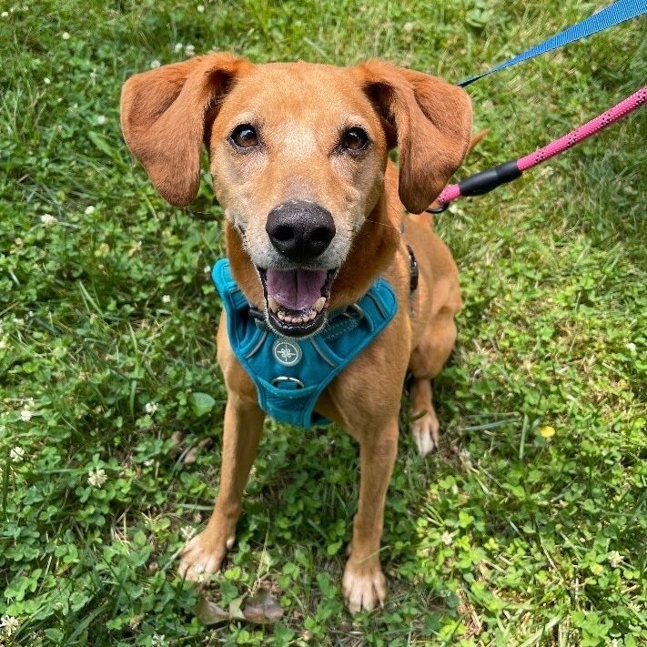 Haven, an adoptable Hound, Mixed Breed in Roanoke, VA, 24016 | Photo Image 3