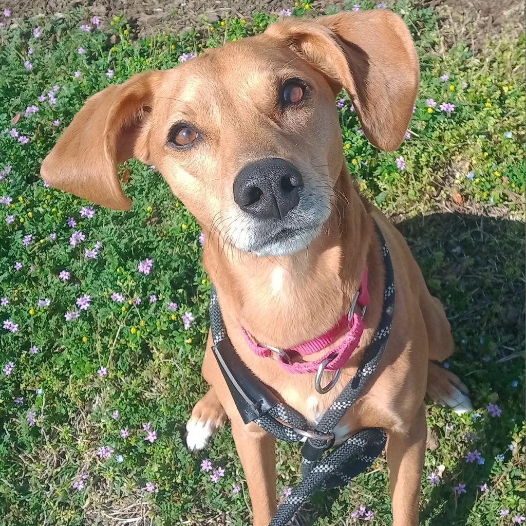 Haven, an adoptable Hound, Mixed Breed in Roanoke, VA, 24016 | Photo Image 4