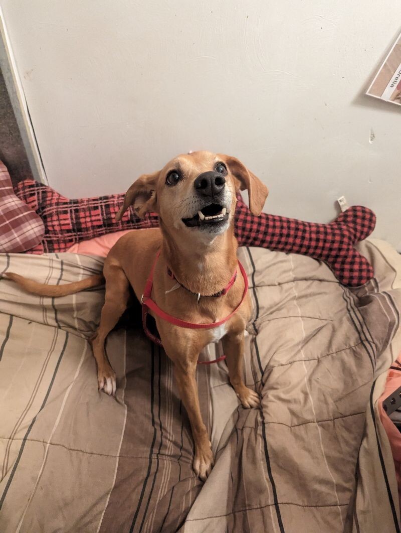 Haven, an adoptable Hound, Mixed Breed in Roanoke, VA, 24016 | Photo Image 4