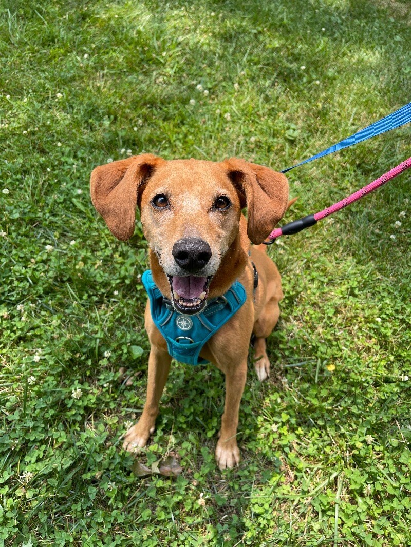 Haven, an adoptable Hound, Mixed Breed in Roanoke, VA, 24016 | Photo Image 5