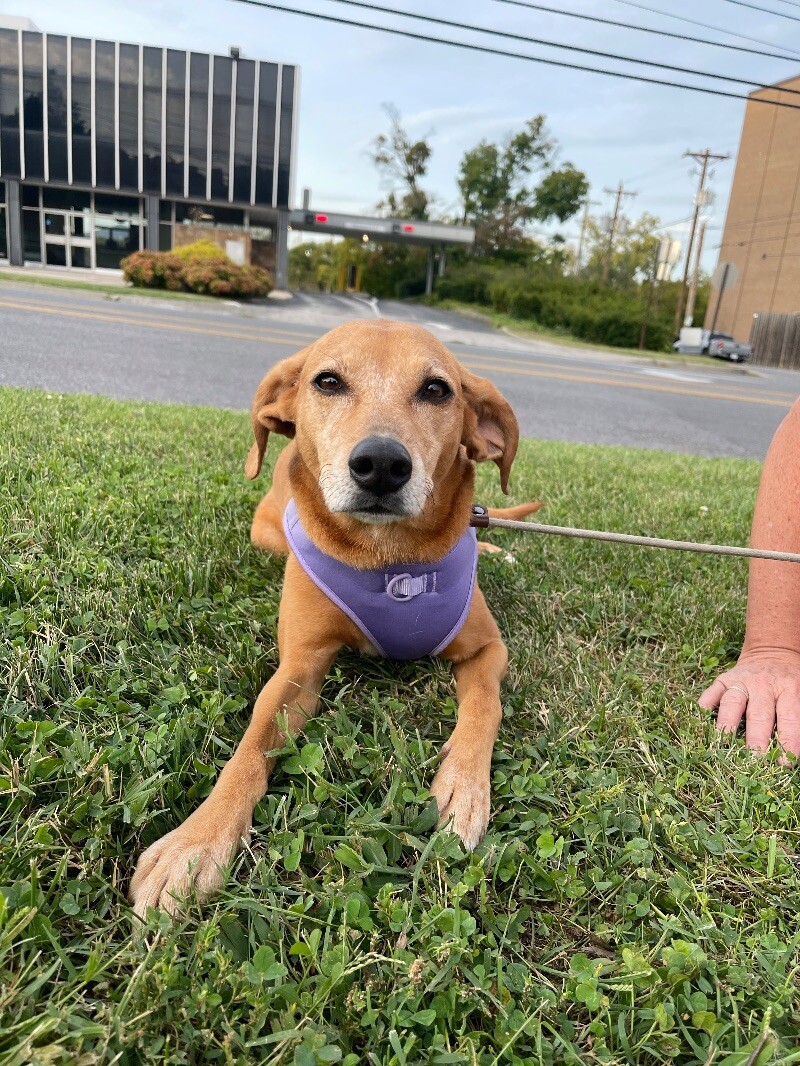 Haven, an adoptable Hound, Mixed Breed in Roanoke, VA, 24016 | Photo Image 5