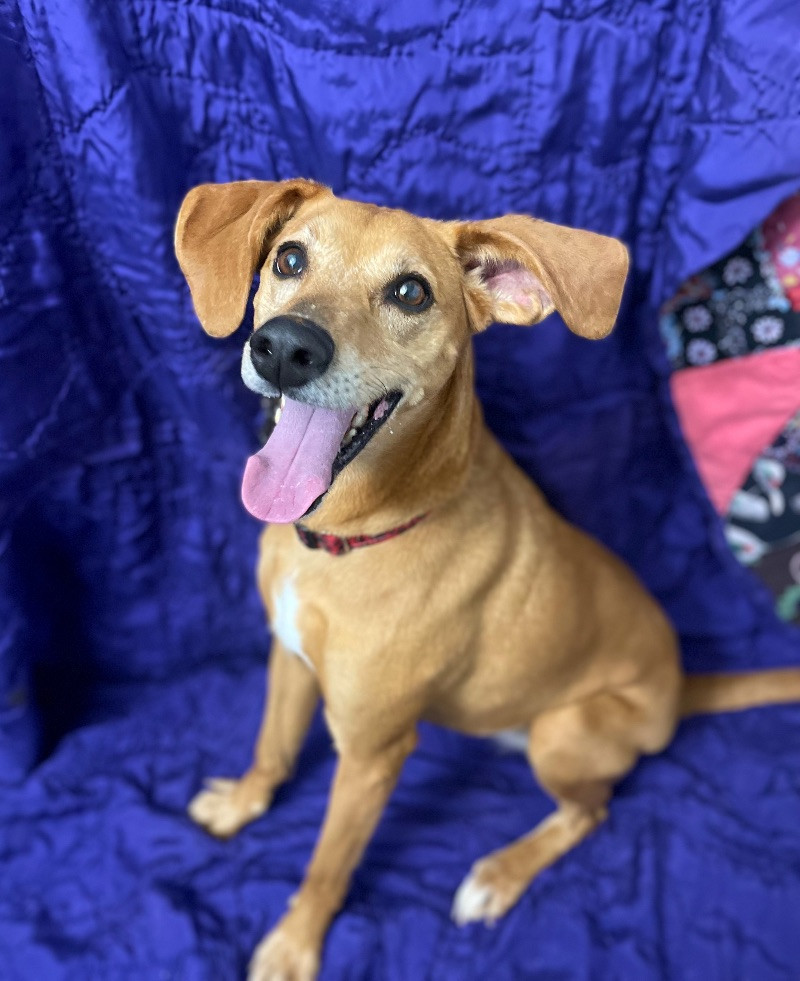 Haven, an adoptable Hound, Mixed Breed in Roanoke, VA, 24016 | Photo Image 6