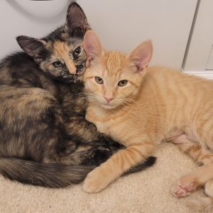 Artemis & Aura (Bonded Pair)