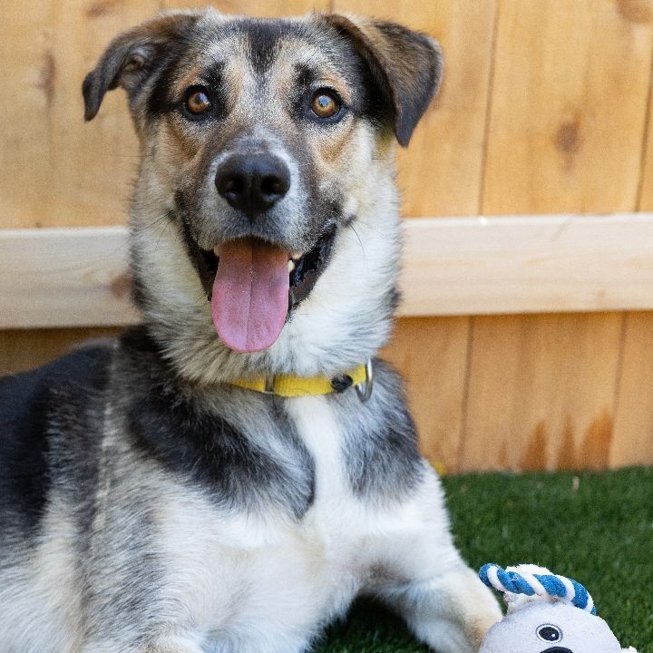 Bex, an adopted Shepherd & Husky Mix in Naperville, IL_image-1