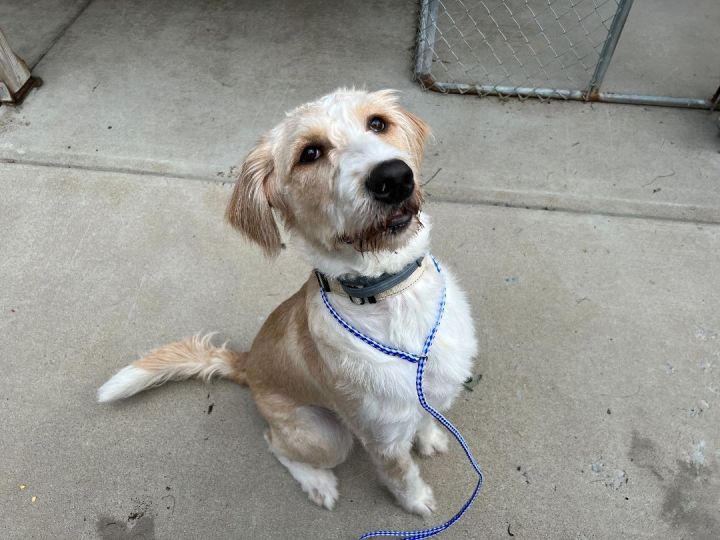 Beau, an adoptable Labradoodle Mix in Louisville, KY_image-1