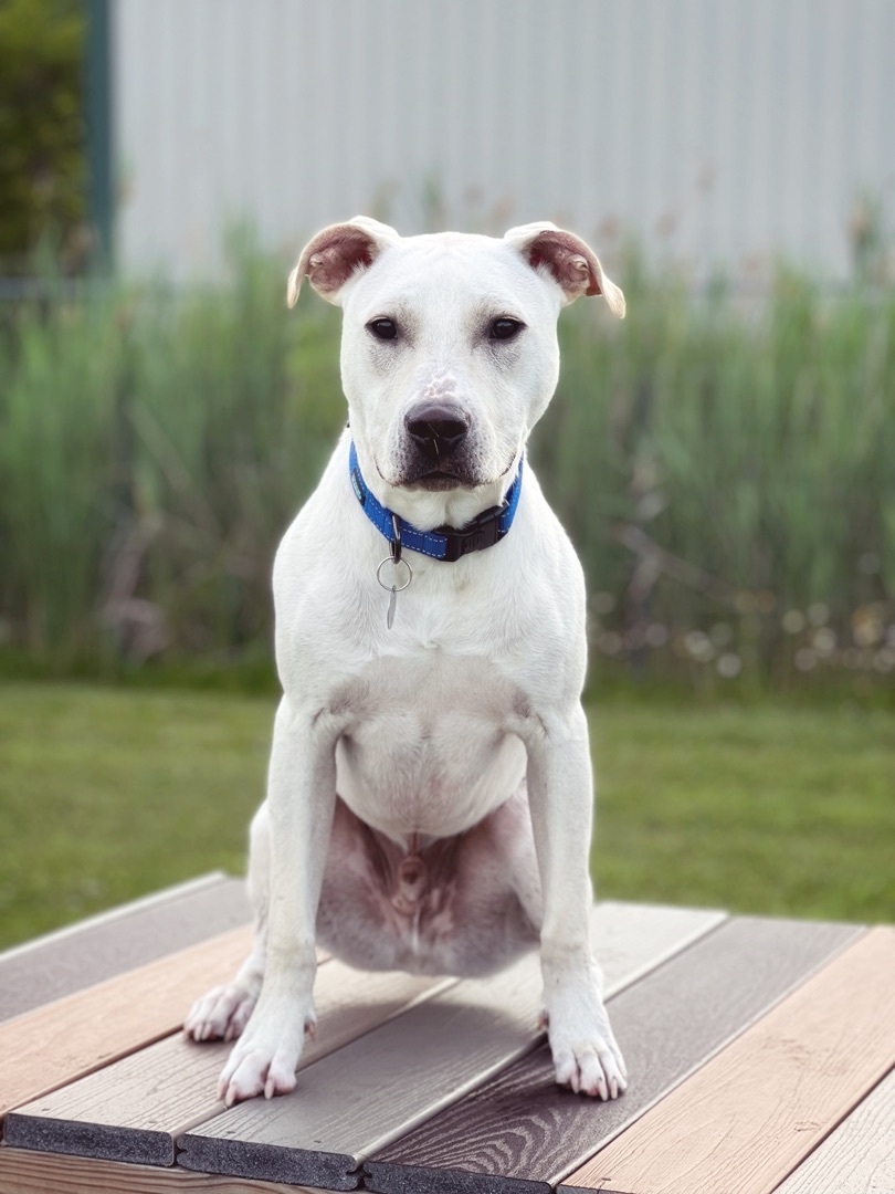 Eddie, an adoptable Terrier, Labrador Retriever in Green Bay, WI, 54313 | Photo Image 3