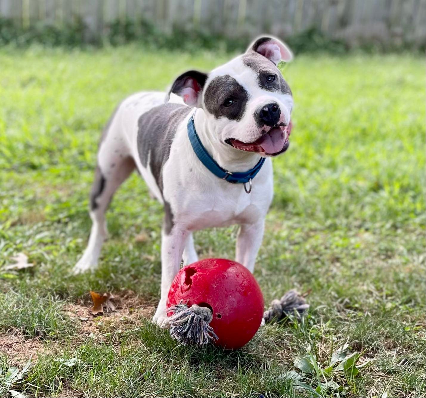 Maize, an adoptable Pit Bull Terrier in Stafford, VA, 22554 | Photo Image 1