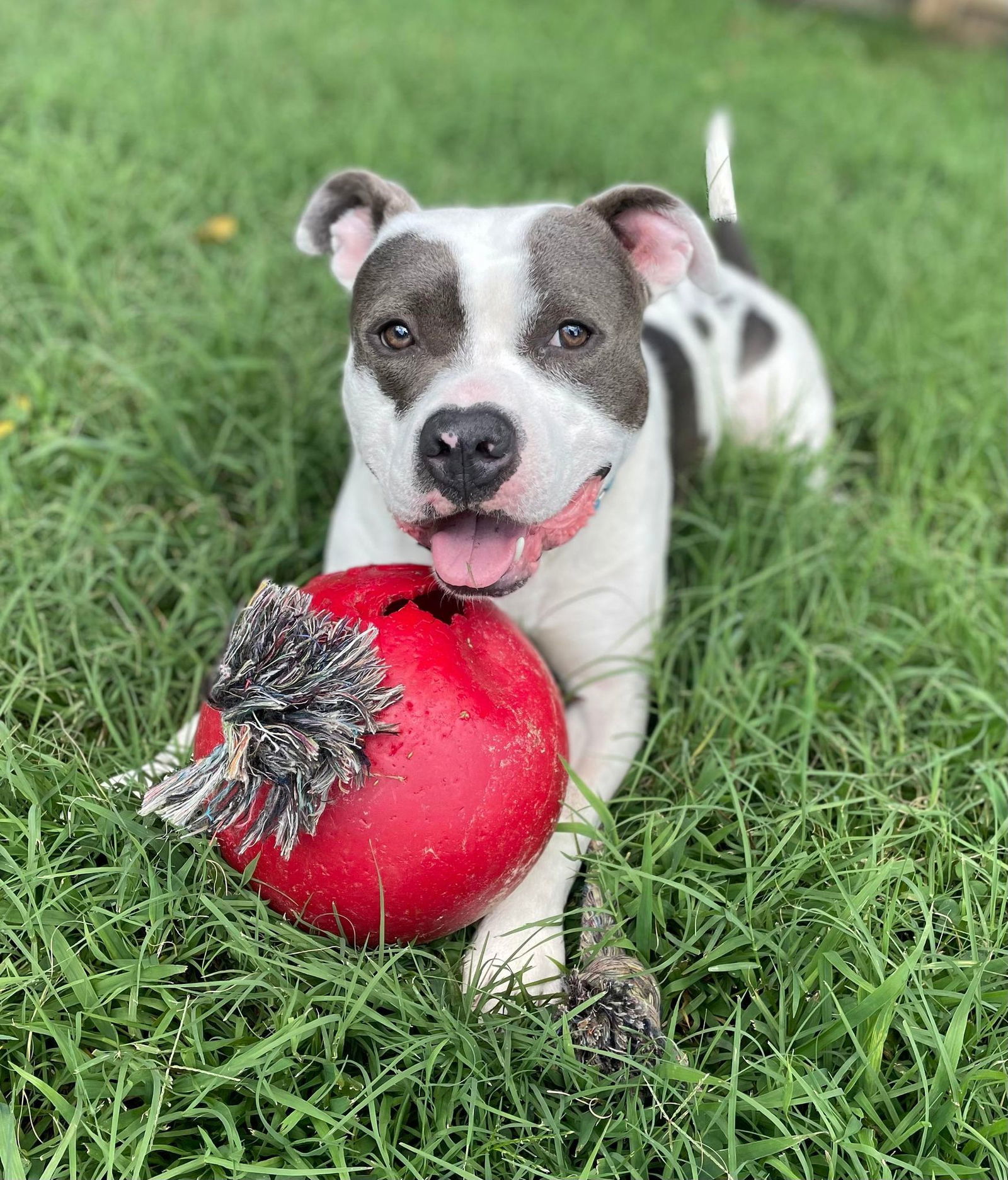 Maize, an adoptable Pit Bull Terrier in Stafford, VA, 22554 | Photo Image 2