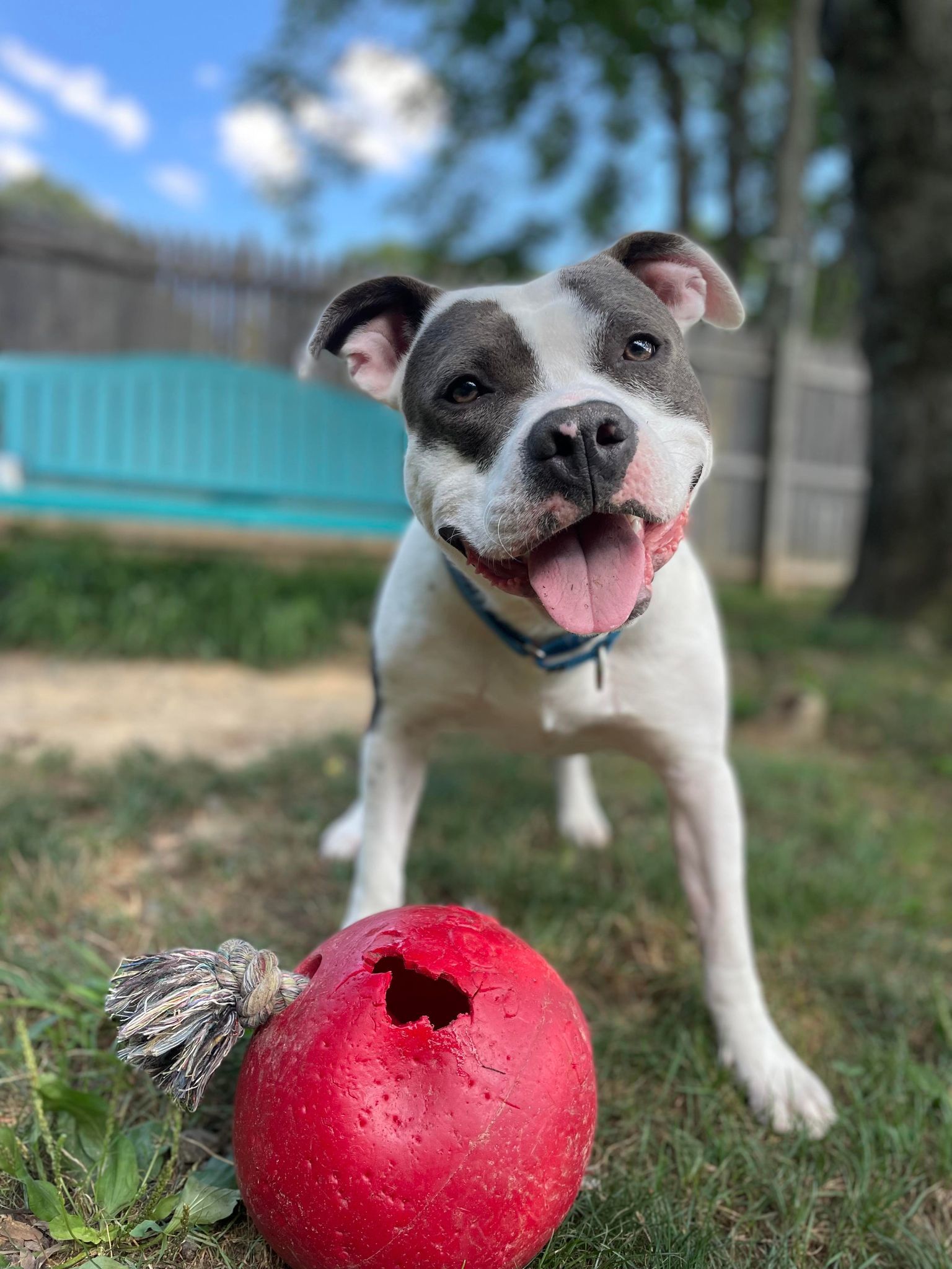 Maize, an adoptable Pit Bull Terrier in Stafford, VA, 22554 | Photo Image 3