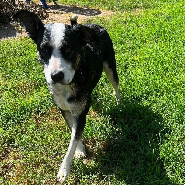 George, an adoptable Border Collie Mix in Springfield, MO_image-2