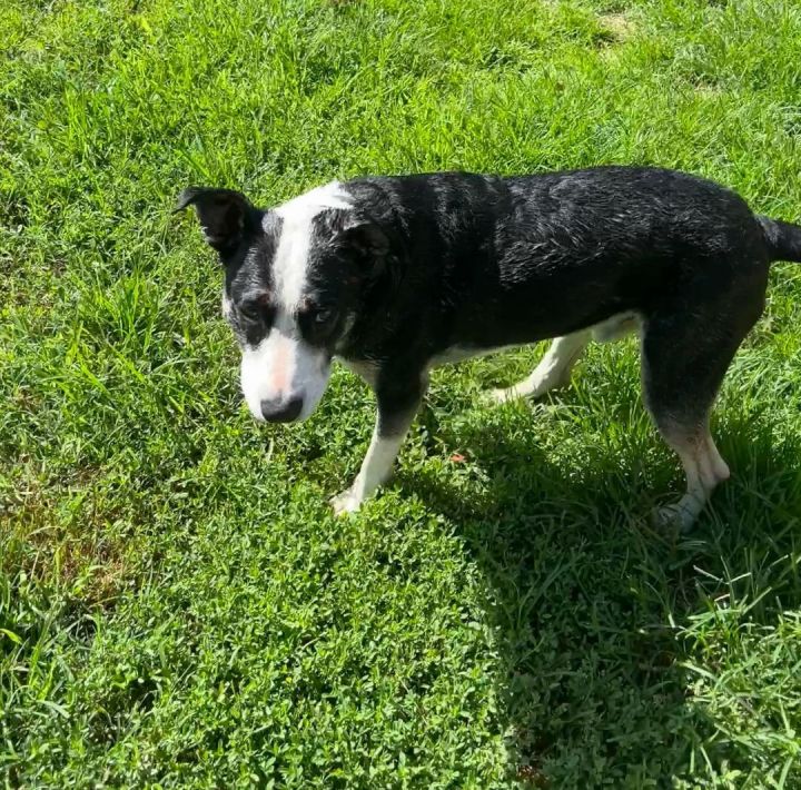 George, an adoptable Border Collie Mix in Springfield, MO_image-3