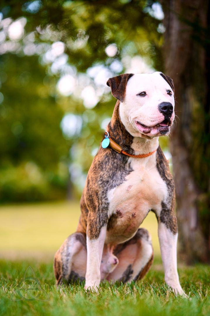 Monet, an adoptable Pit Bull Terrier Mix in Harrisburg, PA_image-1