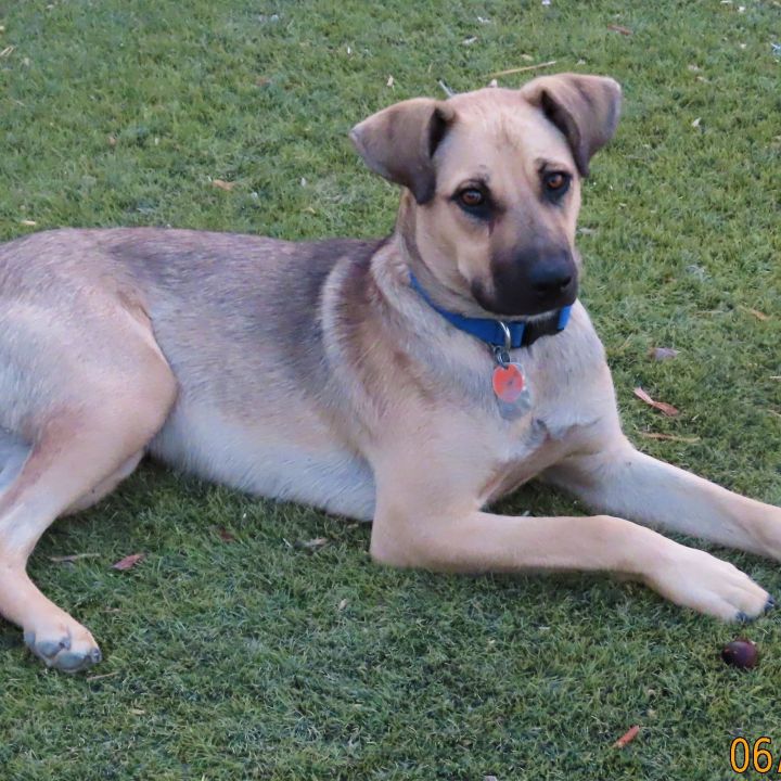 Little One, an adopted Black Mouth Cur Mix in Ridgway, CO_image-4