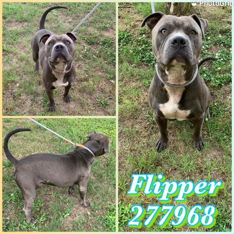 FLIPPER