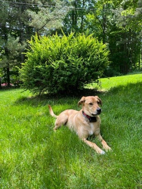 Teddy, an adoptable Labrador Retriever & Vizsla Mix in Wallkill, NY_image-6