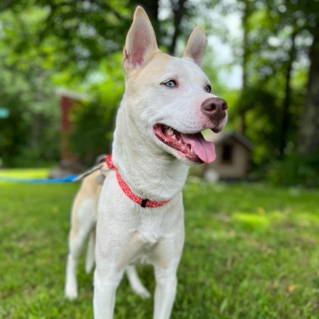 Pamela, an adoptable Husky Mix in Honesdale, PA_image-1