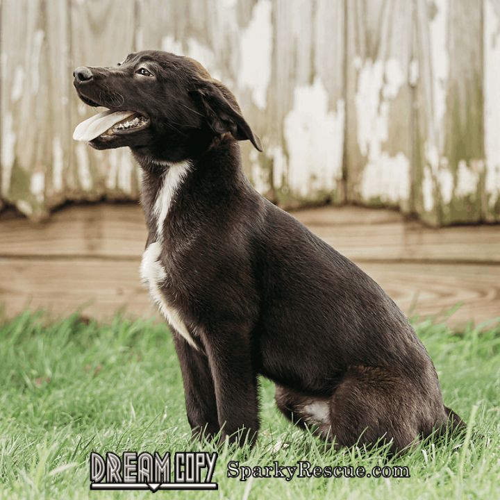 Conway, an adoptable Black Labrador Retriever & Labrador Retriever Mix in Owensboro, KY_image-3