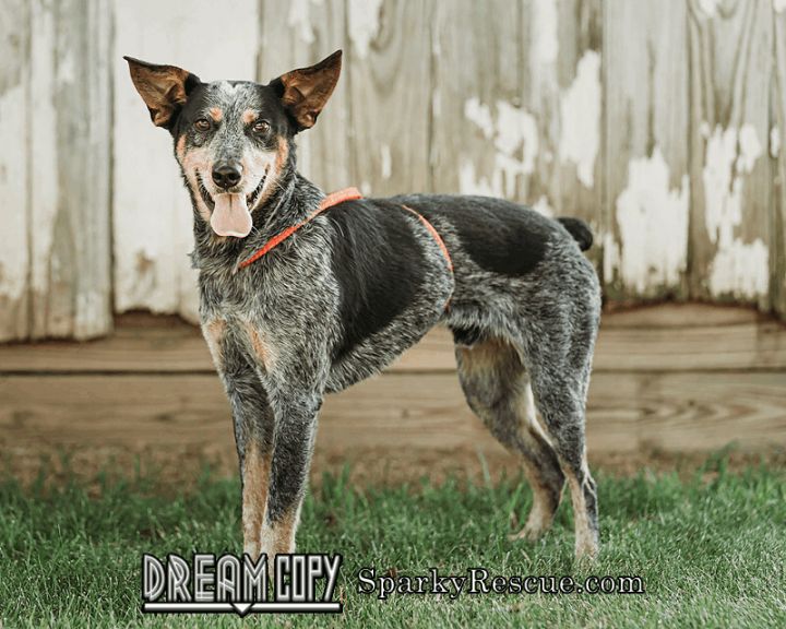 Jennings, an adoptable Australian Cattle Dog / Blue Heeler Mix in Owensboro, KY_image-3