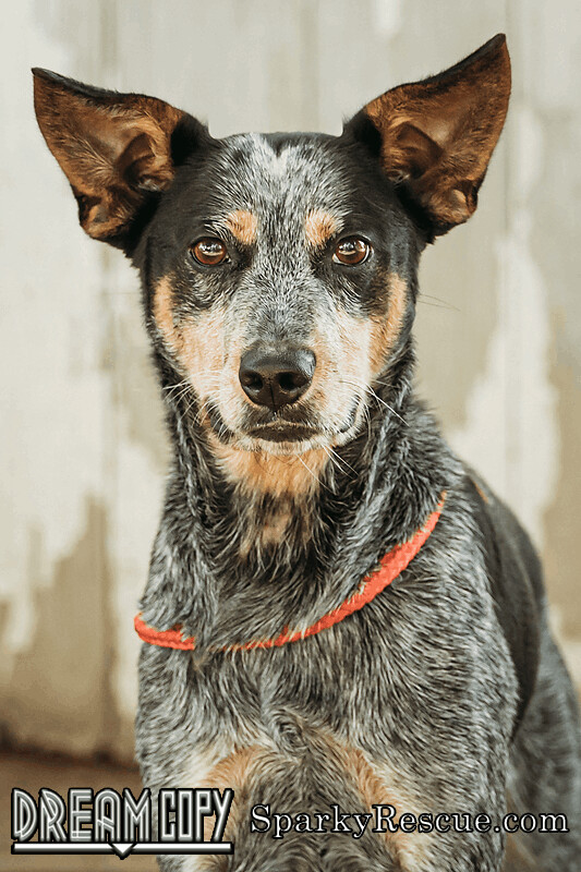 Jennings, an adoptable Australian Cattle Dog / Blue Heeler in Owensboro, KY_image-1