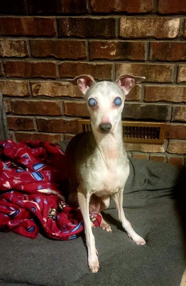 Gina, an adoptable Italian Greyhound in Kansas City, MO, 64118 | Photo Image 1