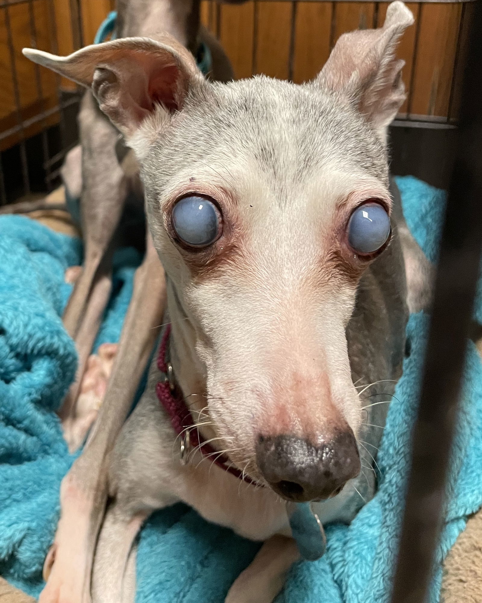 Gina, an adoptable Italian Greyhound in Kansas City, MO, 64118 | Photo Image 2