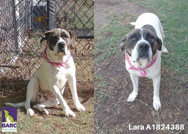 LARA, an adoptable Staffordshire Bull Terrier, Mixed Breed in Houston, TX, 77026 | Photo Image 1