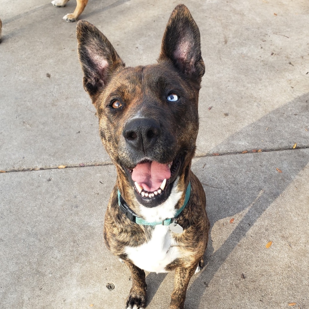 Fendi, an adoptable Pit Bull Terrier, Husky in Minneapolis, MN, 55438 | Photo Image 1