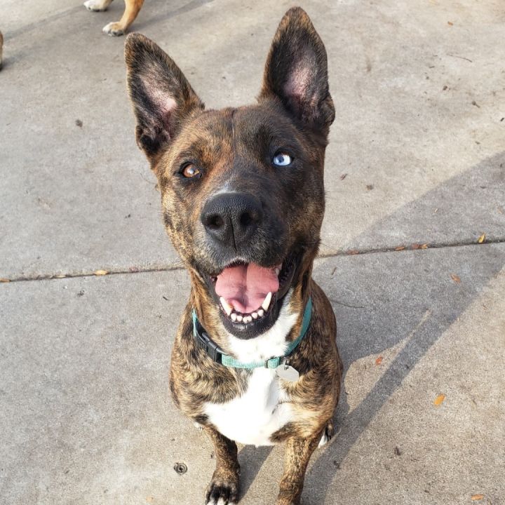 Shepherd husky sale pitbull mix