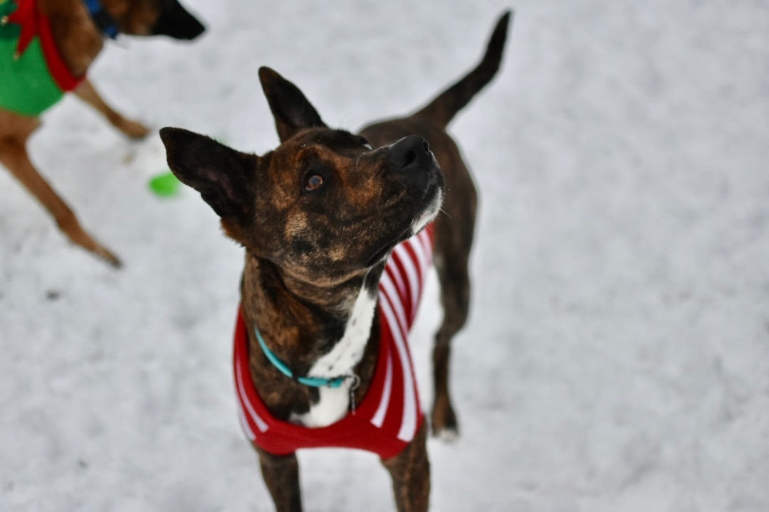 Fendi, an adoptable Pit Bull Terrier, Husky in Minneapolis, MN, 55438 | Photo Image 3