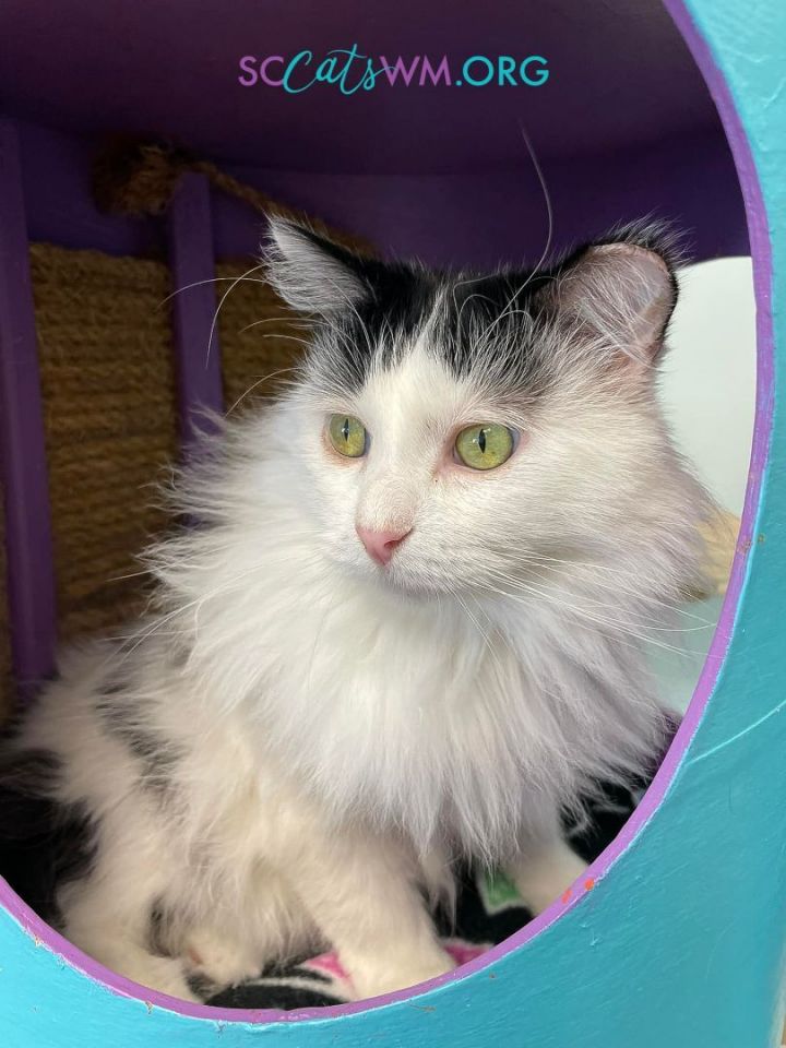 Arnold - ADOPTION PENDING!, an adopted Domestic Long Hair in Grand Rapids, MI_image-2