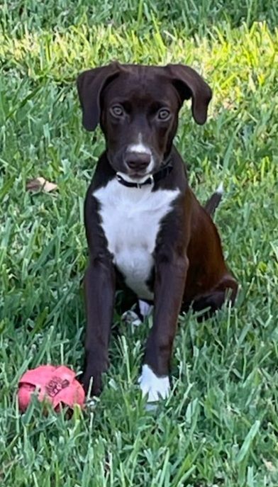 Hansel, an adoptable Labrador Retriever Mix in Saint Augustine, FL_image-3
