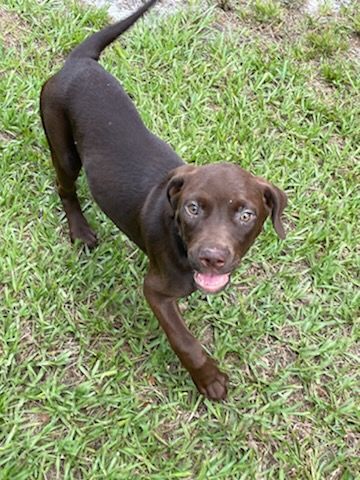Gretel, an adopted Labrador Retriever Mix in Saint Augustine, FL_image-1
