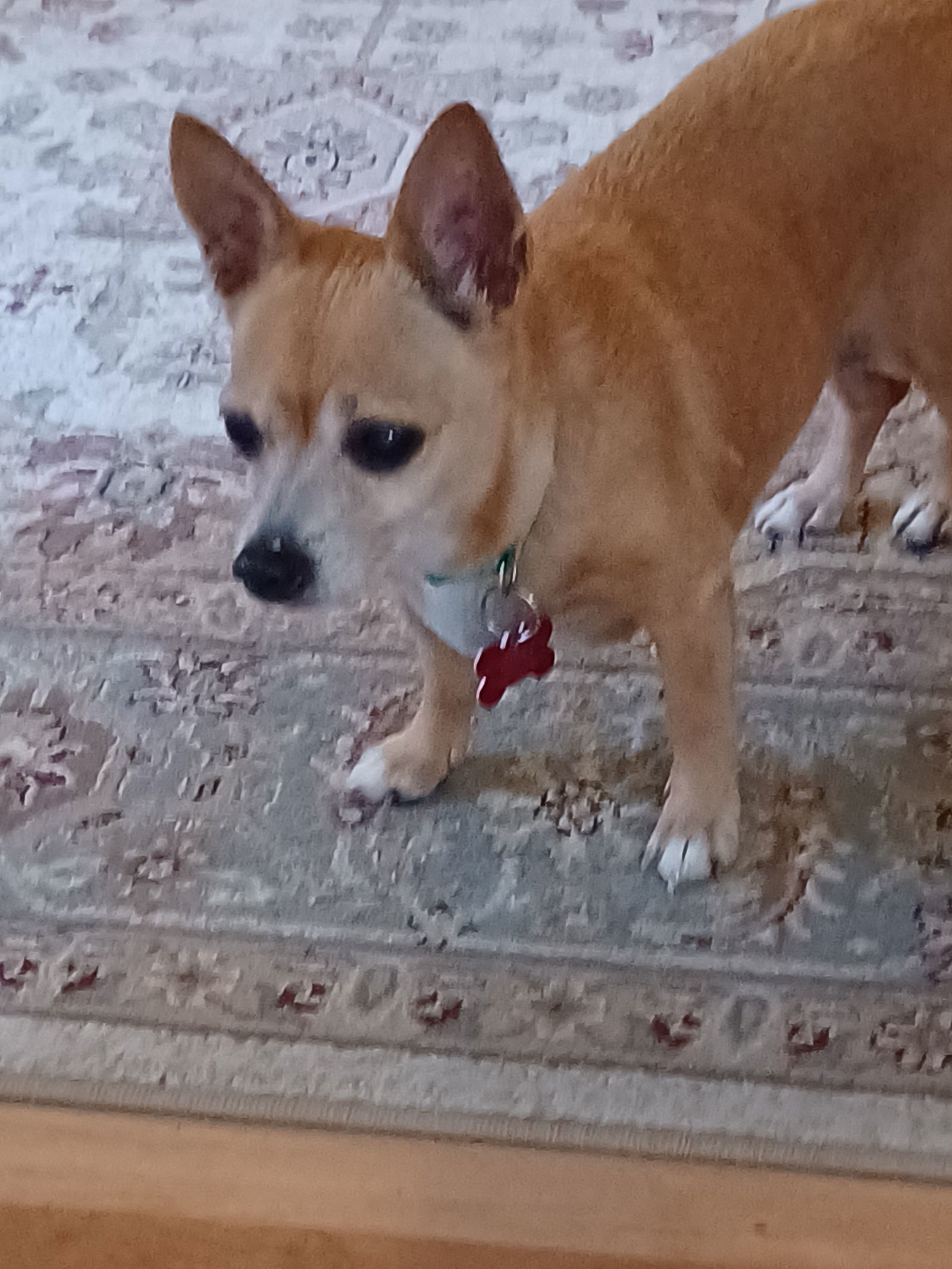 Chico, an adoptable Chihuahua in Providence, RI, 02906 | Photo Image 1