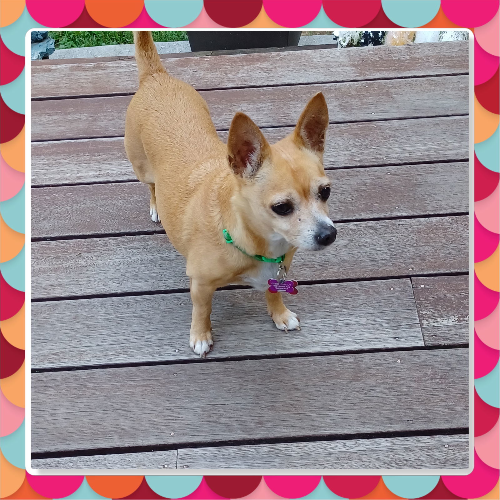 Chico, an adoptable Chihuahua in Providence, RI, 02906 | Photo Image 2