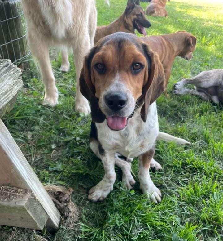 Scoobie, an adoptable Beagle Mix in Breinigsville, PA_image-1
