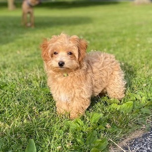 Griffin, an adopted Maltipoo in Rochester, NY_image-1