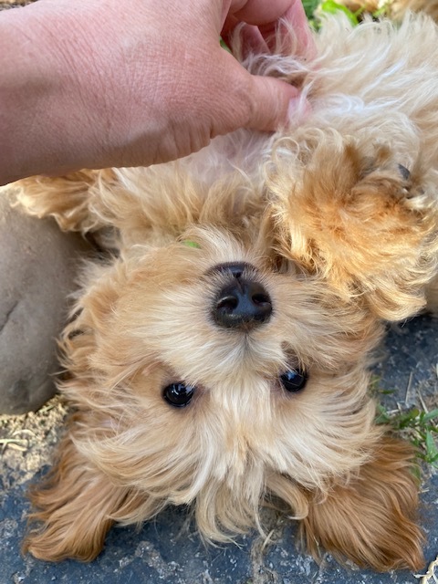 Griffin, an adopted Maltipoo in Rochester, NY_image-2