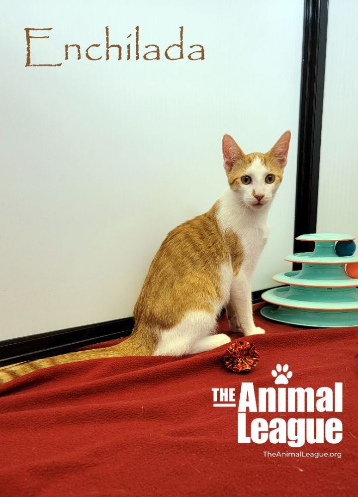 Enchilada, an adoptable Domestic Short Hair Mix in Clermont, FL_image-3