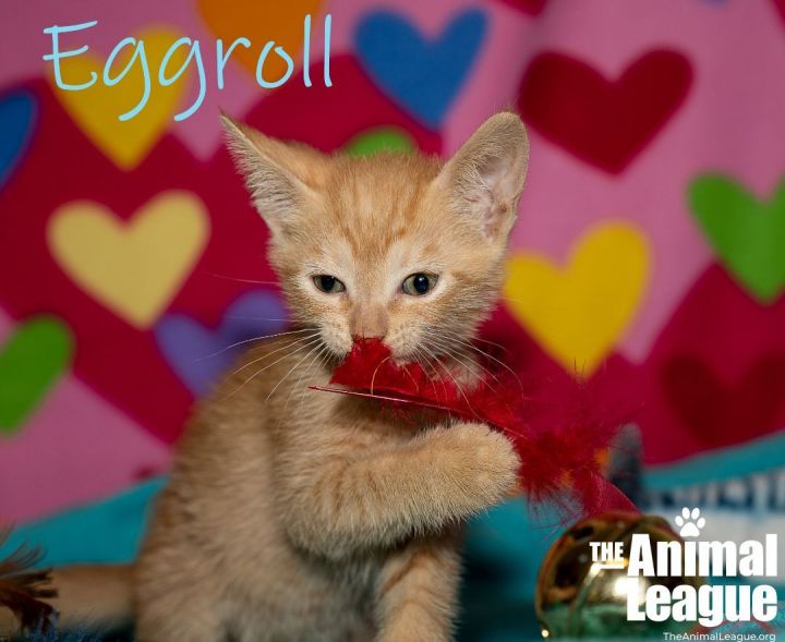 Eggroll, an adoptable Domestic Short Hair Mix in Clermont, FL_image-1