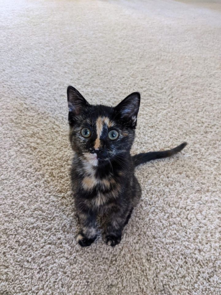 Beary , an adoptable Domestic Short Hair & Tortoiseshell Mix in Kentwood, MI_image-1