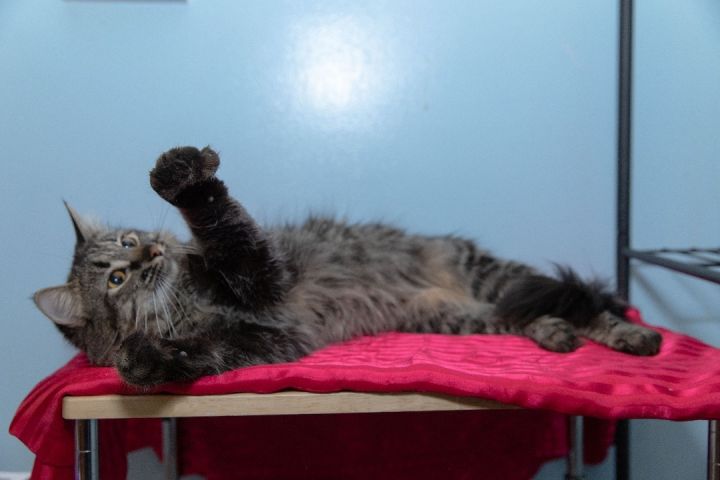 Adele, an adoptable Maine Coon in Chicago, IL_image-2