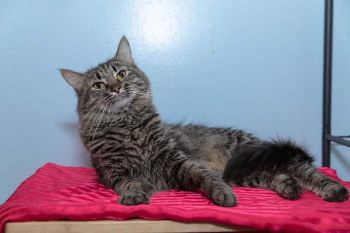 Adele, an adoptable Maine Coon in Chicago, IL_image-3