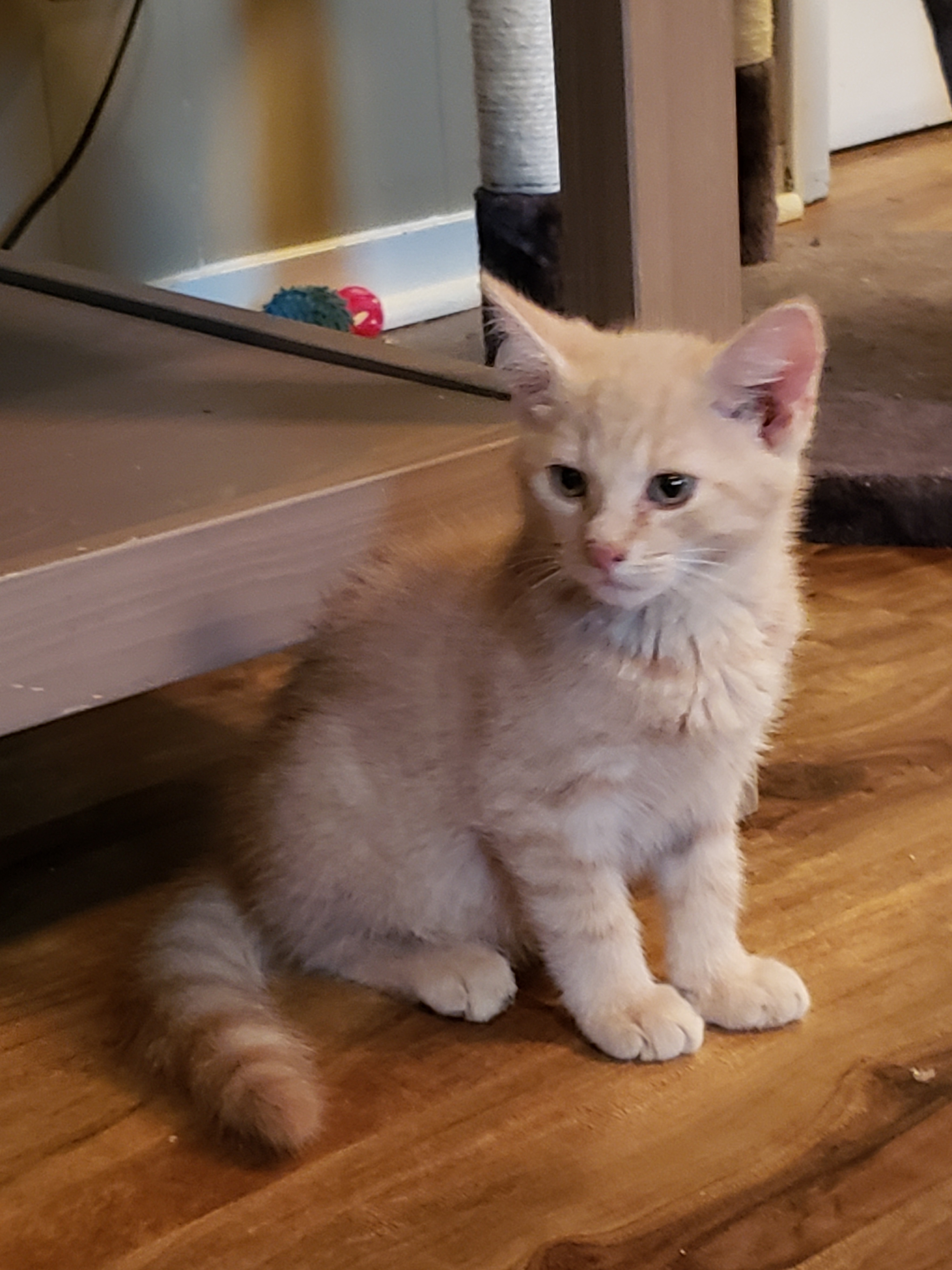 Gus (sweet buff boy), an adoptable Domestic Short Hair in Lemoyne, PA, 17043 | Photo Image 2