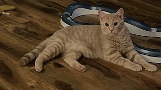 Gus (sweet buff boy), an adoptable Domestic Short Hair in Lemoyne, PA, 17043 | Photo Image 5